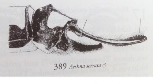 Aeshna serrata